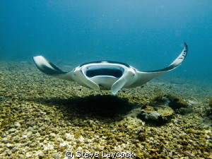 Manta Ray - at Takat Makassar  - The airstrip - Komodo.
... by Steve Laycock 
